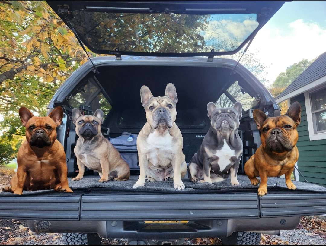 Baby Mac Frenchies