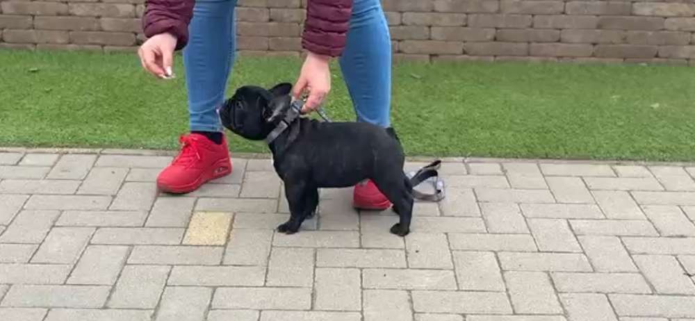 Announcing our new Imported Stud!